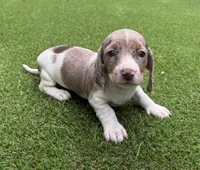 Cindy-AKC, a female Miniature Dachshund for sale in Riverside, CA – Photo 6 of 9