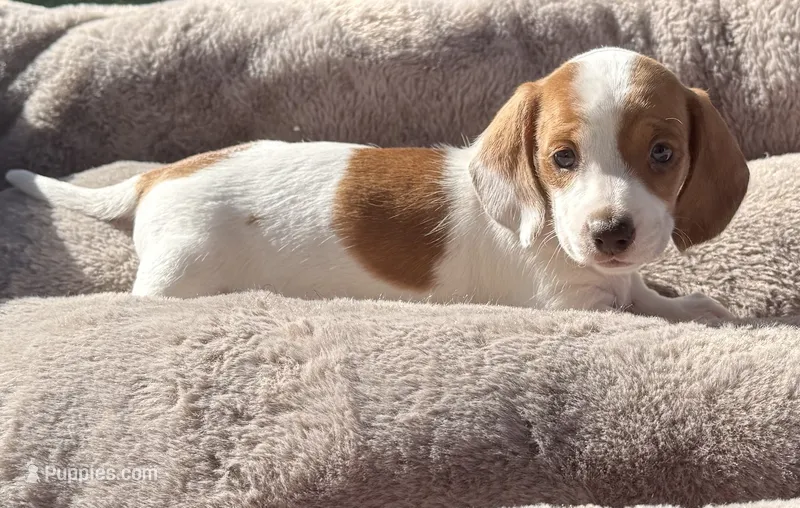 Sugar-AKC – Miniature Dachshund puppy for sale in Riverside, CA