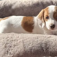 Sugar-AKC, a female Miniature Dachshund for sale in Riverside, CA – Photo 1 of 6