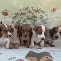 Sugar-AKC, a female Miniature Dachshund for sale in Riverside, CA – Photo 5 of 6