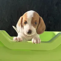 Sugar-AKC, a female Miniature Dachshund for sale in Riverside, CA – Photo 3 of 6