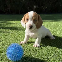 Sugar-AKC, a female Miniature Dachshund for sale in Riverside, CA – Photo 2 of 6