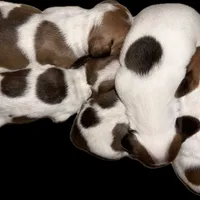 Sugar-AKC, a female Miniature Dachshund for sale in Riverside, CA – Photo 6 of 6