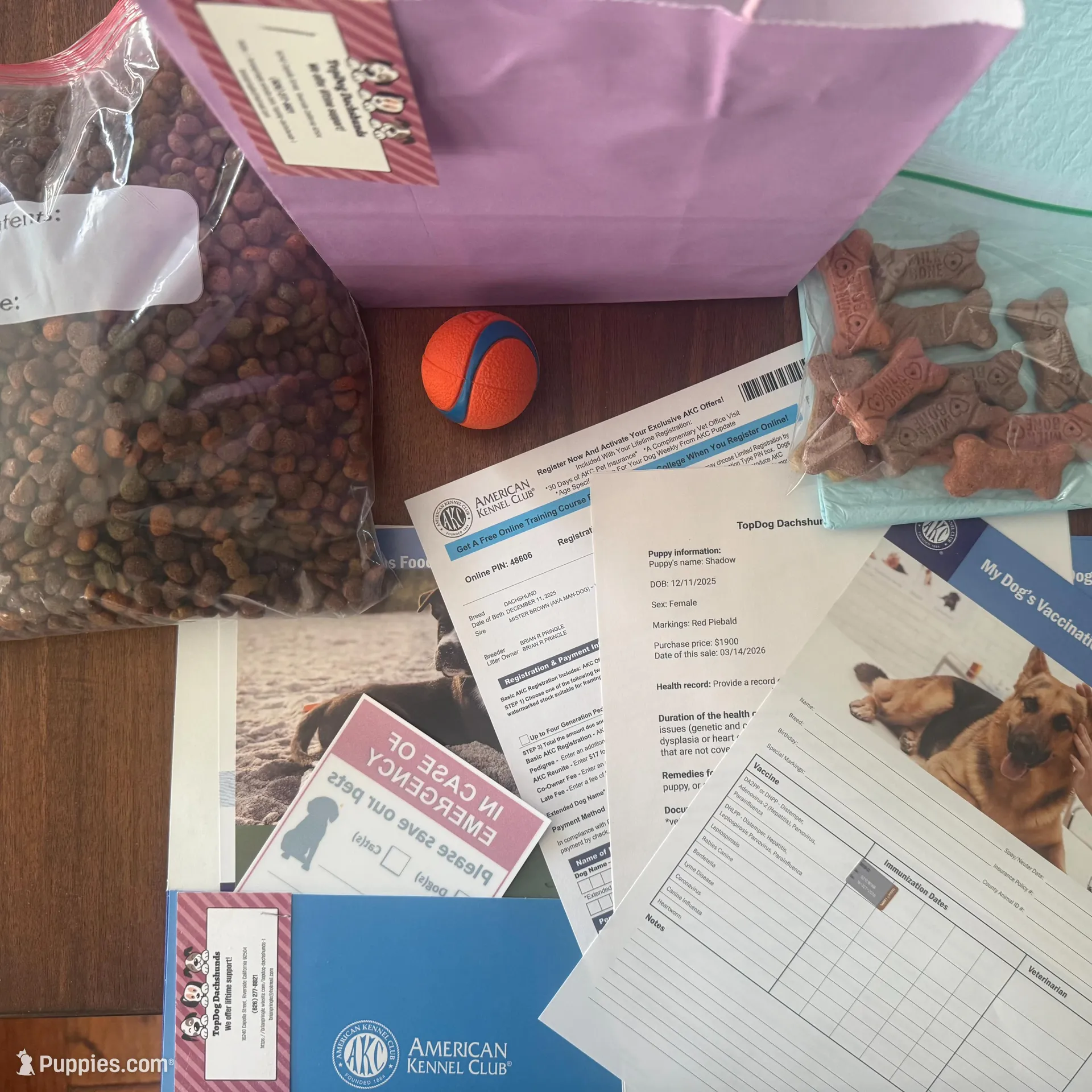 Sugar-AKC, a female Miniature Dachshund for sale in Riverside, CA – Photo 4 of 6