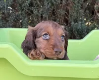 Chewy-AKC, a female Miniature Dachshund for sale in Riverside, CA – Photo 3 of 3
