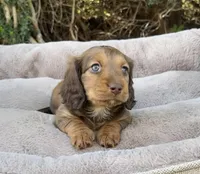 Chewy-AKC, a female Miniature Dachshund for sale in Riverside, CA – Photo 1 of 3