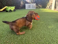 Chewy-AKC, a female Miniature Dachshund for sale in Riverside, CA – Photo 2 of 3