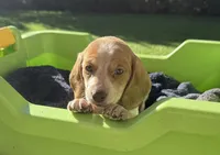 Kitty-AKC, a female Miniature Dachshund for sale in Riverside, CA – Photo 2 of 5