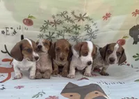 Kitty-AKC, a female Miniature Dachshund for sale in Riverside, CA – Photo 4 of 5