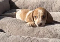 Kitty-AKC, a female Miniature Dachshund for sale in Riverside, CA – Photo 1 of 5