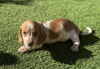 Kitty-AKC, a female Miniature Dachshund for sale in Riverside, CA – Photo 3 of 5