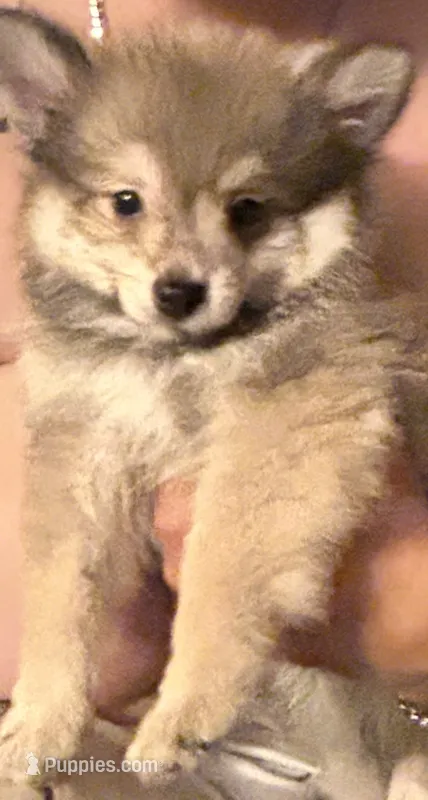 Fluffy  – Pomeranian puppy for sale in Stanwood, WA