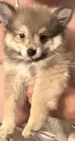 Fluffy , a male Pomeranian for sale in Stanwood, WA – 1 of 2
