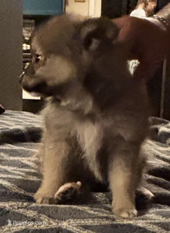 Little – Pomeranian puppy for sale in Stanwood, WA