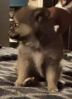 Little, a male Pomeranian for sale in Stanwood, WA – 1 of 3