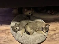 Fluffy , a male Pomeranian for sale in Stanwood, WA – 2 of 2