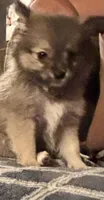 Little, a male Pomeranian for sale in Stanwood, WA – 2 of 3