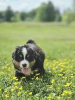 Izzy, a female Bernese Mountain Dog for sale in Thorp, WI – 4 of 5
