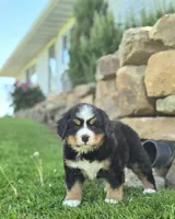 Jude, a male Bernese Mountain Dog for sale in Thorp, WI – 1 of 2