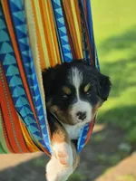 Jasmine, a female Bernese Mountain Dog for sale in Thorp, WI – 1 of 1