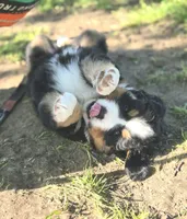 Jasper, a female Bernese Mountain Dog for sale in Thorp, WI – 1 of 3