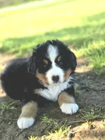 Jasper, a female Bernese Mountain Dog for sale in Thorp, WI – 2 of 3