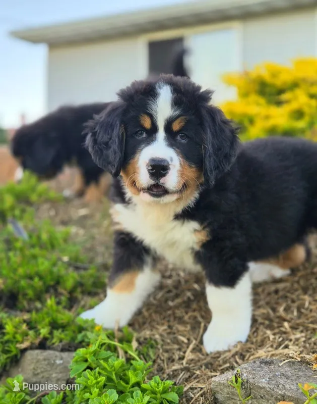 Asker – Bernese Mountain Dog puppy for sale in Thorp, WI