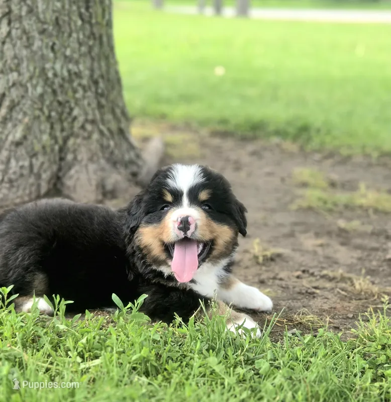 Charter – Bernese Mountain Dog puppy for sale in Thorp, WI