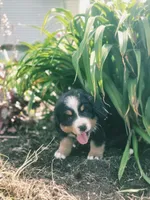 Izzy, a female Bernese Mountain Dog for sale in Thorp, WI – 5 of 5
