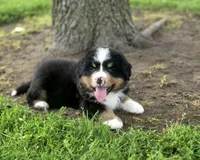 Charter, a male Bernese Mountain Dog for sale in Thorp, WI – 2 of 2