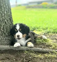 Belle, a female Bernese Mountain Dog for sale in Thorp, WI – 3 of 4