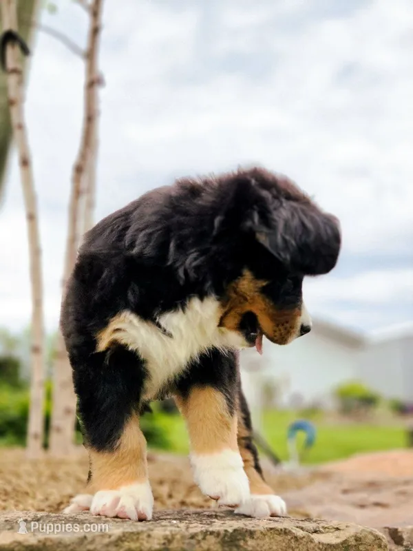 Jasmine – Bernese Mountain Dog puppy for sale in Thorp, WI