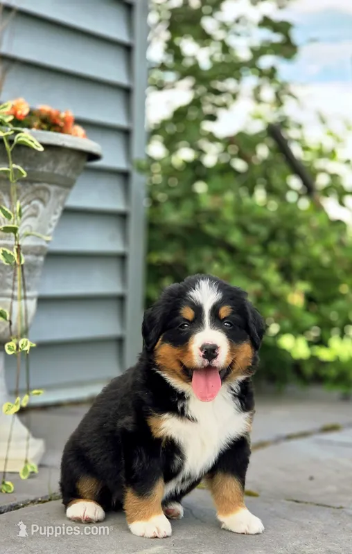 Jasmine – Bernese Mountain Dog puppy for sale in Thorp, WI