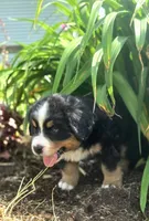 Izzy, a female Bernese Mountain Dog for sale in Thorp, WI – 3 of 5