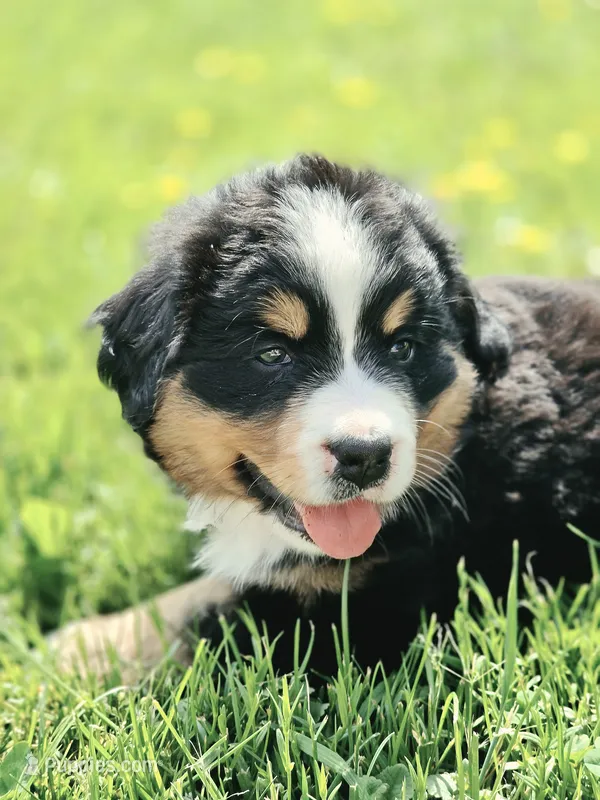Izzy – Bernese Mountain Dog puppy for sale in Thorp, WI