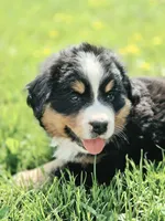 Izzy, a female Bernese Mountain Dog for sale in Thorp, WI – 1 of 5