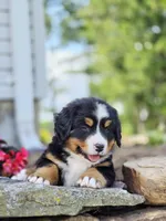 Simon, a male Bernese Mountain Dog for sale in Thorp, WI – 4 of 4
