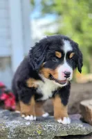 Simon, a male Bernese Mountain Dog for sale in Thorp, WI – 3 of 4