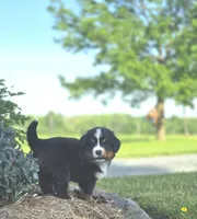 Rawley, a male Bernese Mountain Dog for sale in Thorp, WI – 3 of 3