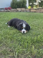 Asker, a male Bernese Mountain Dog for sale in Thorp, WI – 2 of 2