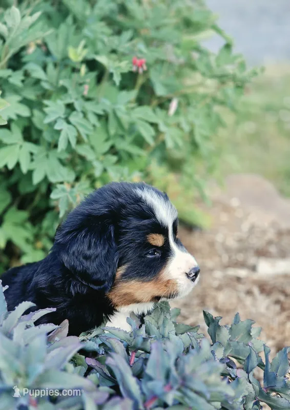 Rawley – Bernese Mountain Dog puppy for sale in Thorp, WI