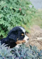 Rawley, a male Bernese Mountain Dog for sale in Thorp, WI – 2 of 3