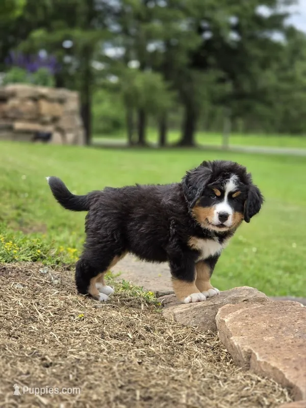 Jude – Bernese Mountain Dog puppy for sale in Thorp, WI