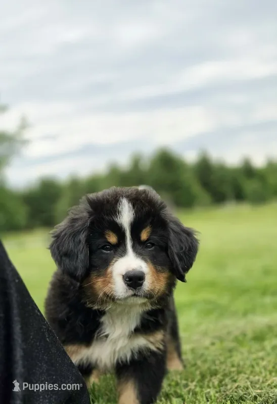 Rawley – Bernese Mountain Dog puppy for sale in Thorp, WI