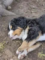 Belle, a female Bernese Mountain Dog for sale in Thorp, WI – 4 of 4