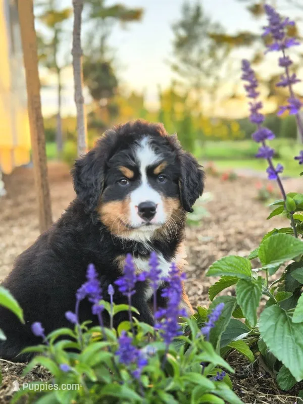 Jude – Bernese Mountain Dog puppy for sale in Thorp, WI