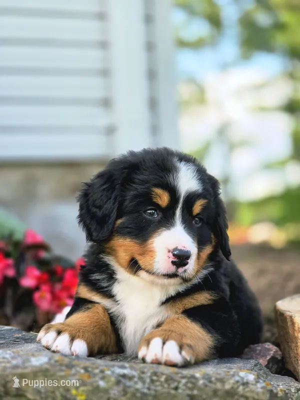 Simon – Bernese Mountain Dog puppy for sale in Thorp, WI