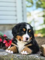 Simon, a male Bernese Mountain Dog for sale in Thorp, WI – 1 of 4