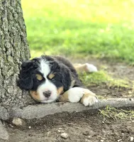 Belle, a female Bernese Mountain Dog for sale in Thorp, WI – 1 of 4