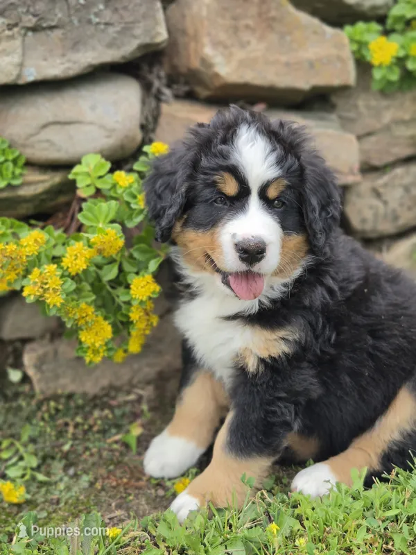 Belle – Bernese Mountain Dog puppy for sale in Thorp, WI